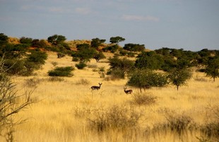 060 Namibia Okt 2006 Springbock.JPG